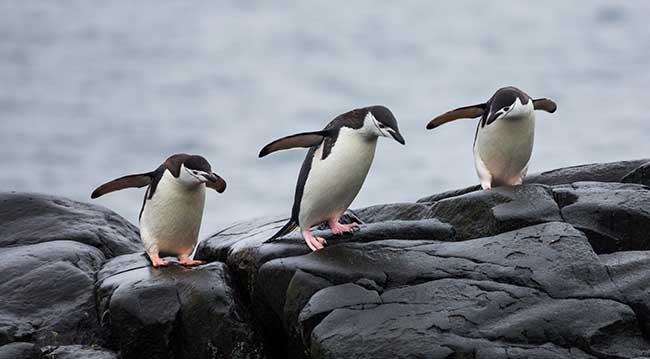 6 bản cập nhật thuật toán Penguin là gì?